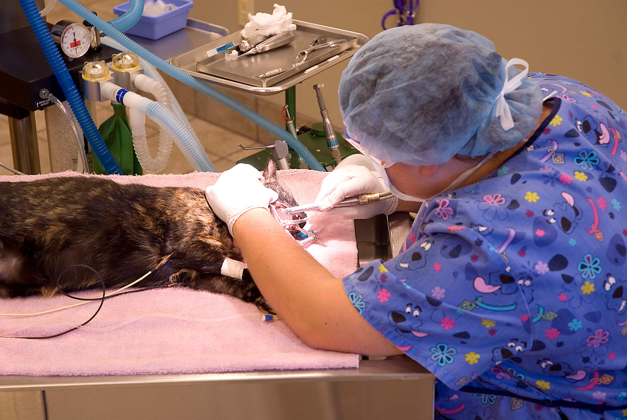 Services Provided by Lake Brandt Veterinary Hospital, Greensboro, NC