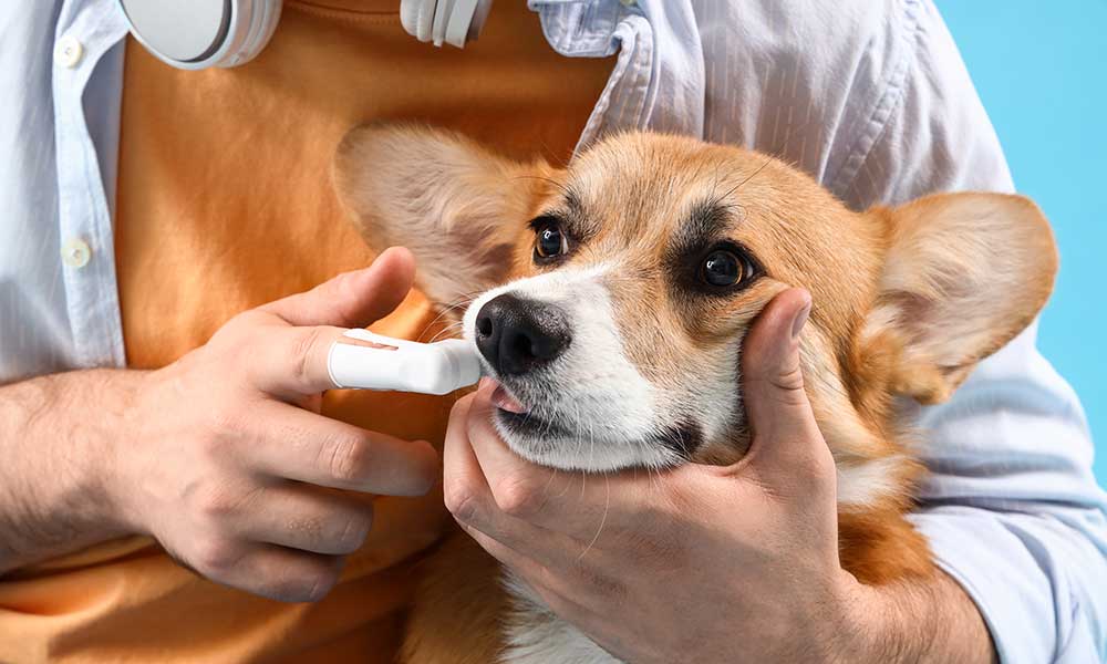Corgi get his teeth brushed