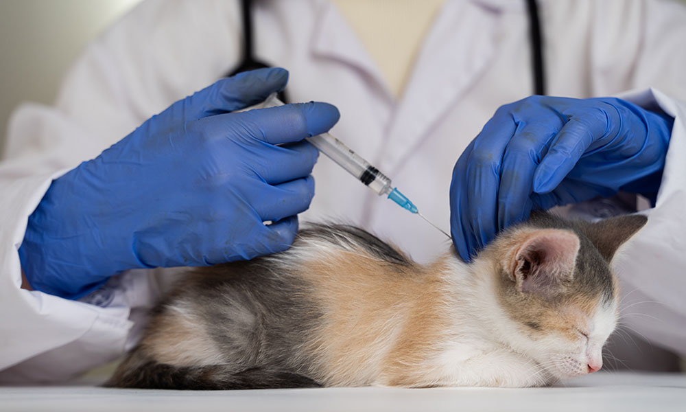 Kitten Receiving FeLC Vaccine