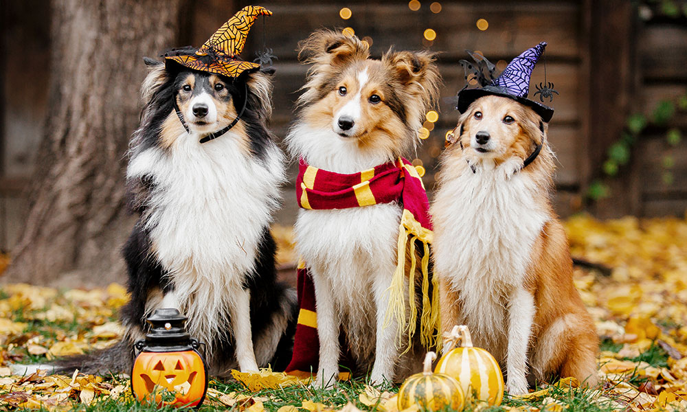 Three adorable dogs at Halloween