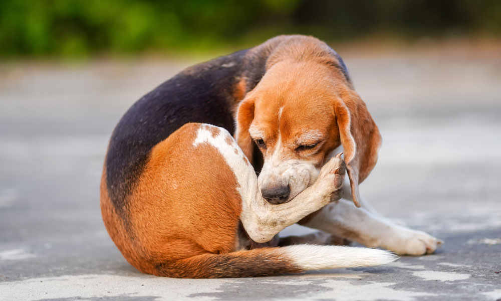 Dog biting at itchy skin problem