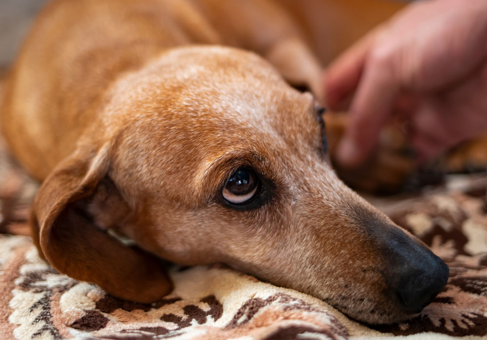 Senior dog looking up at his owner