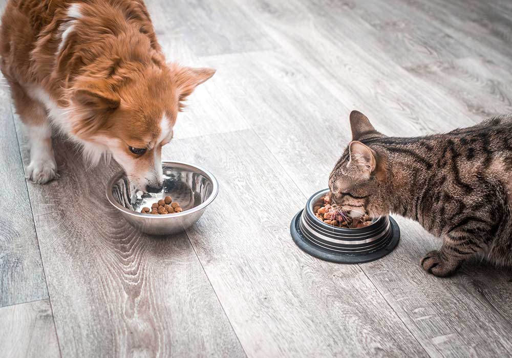 Corgi dog and Tabby cat enjoy a meal together