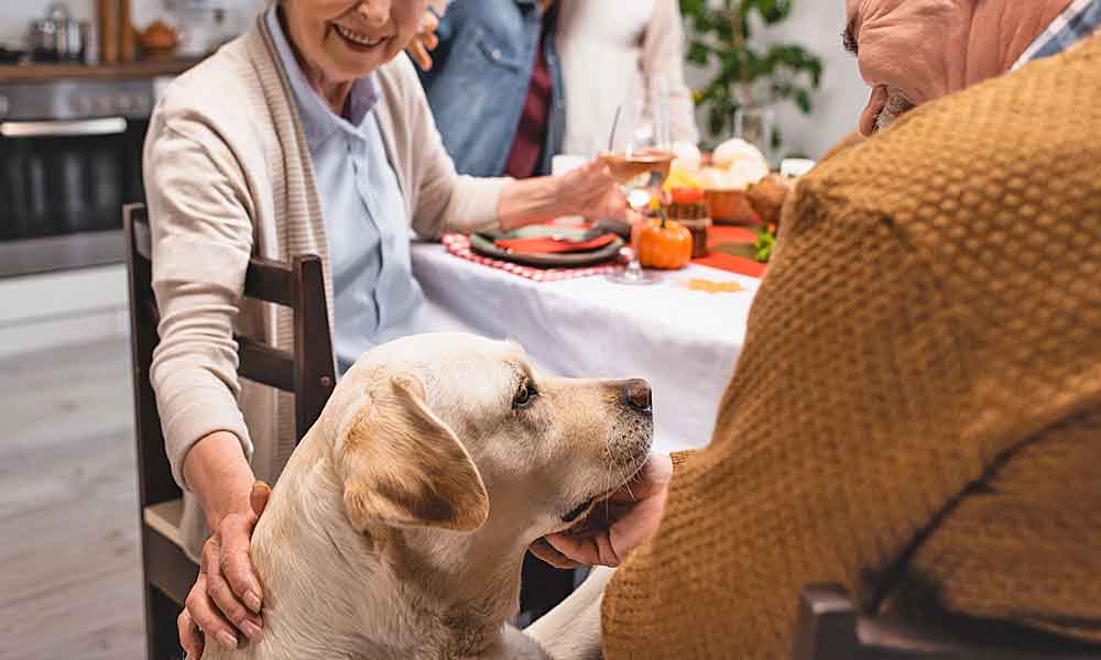 Dog getting attention from family at the Thanksgiving table