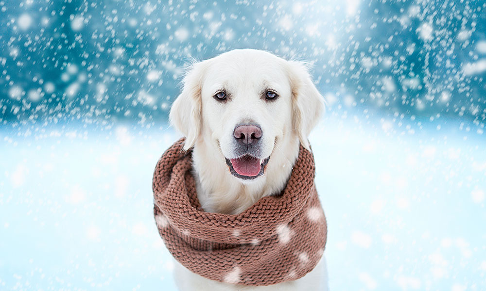 Winter dog wearing a warm scarf
