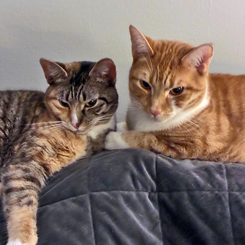 Trump and Daisy