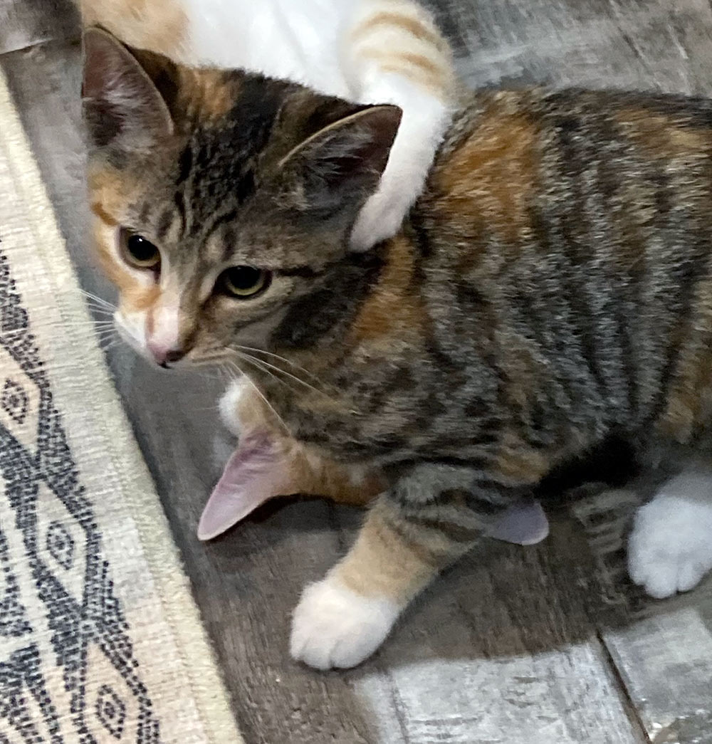 Daisy Plays with a Friend