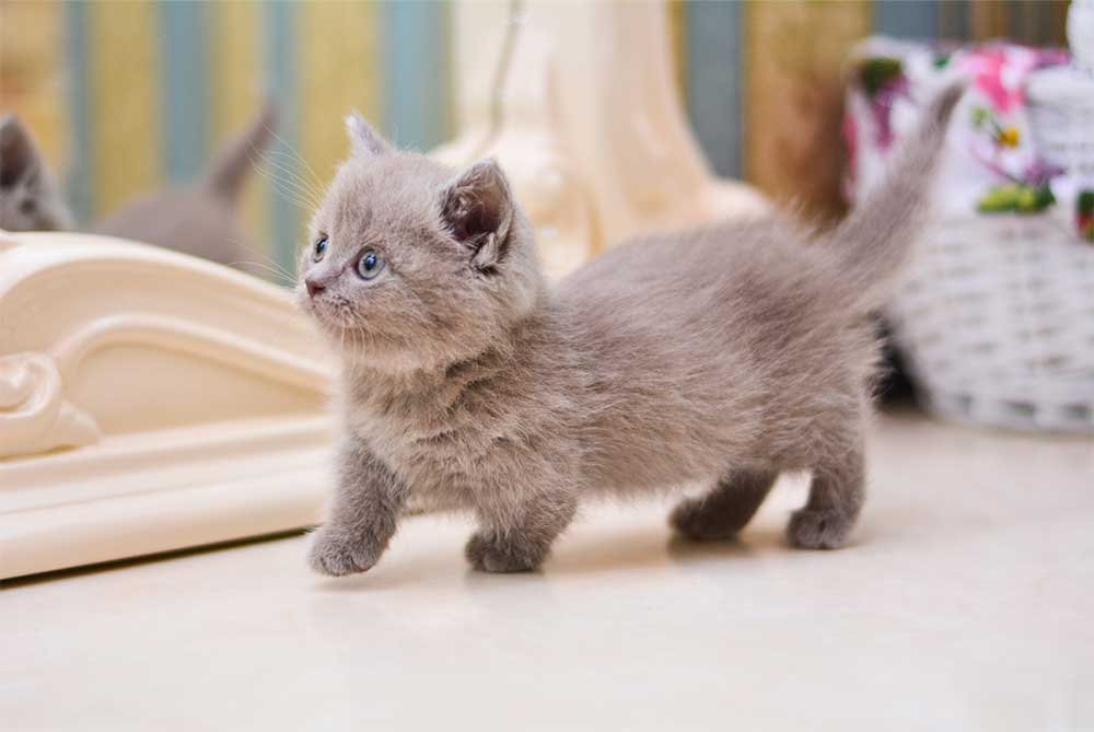 Munchkin Kitten
