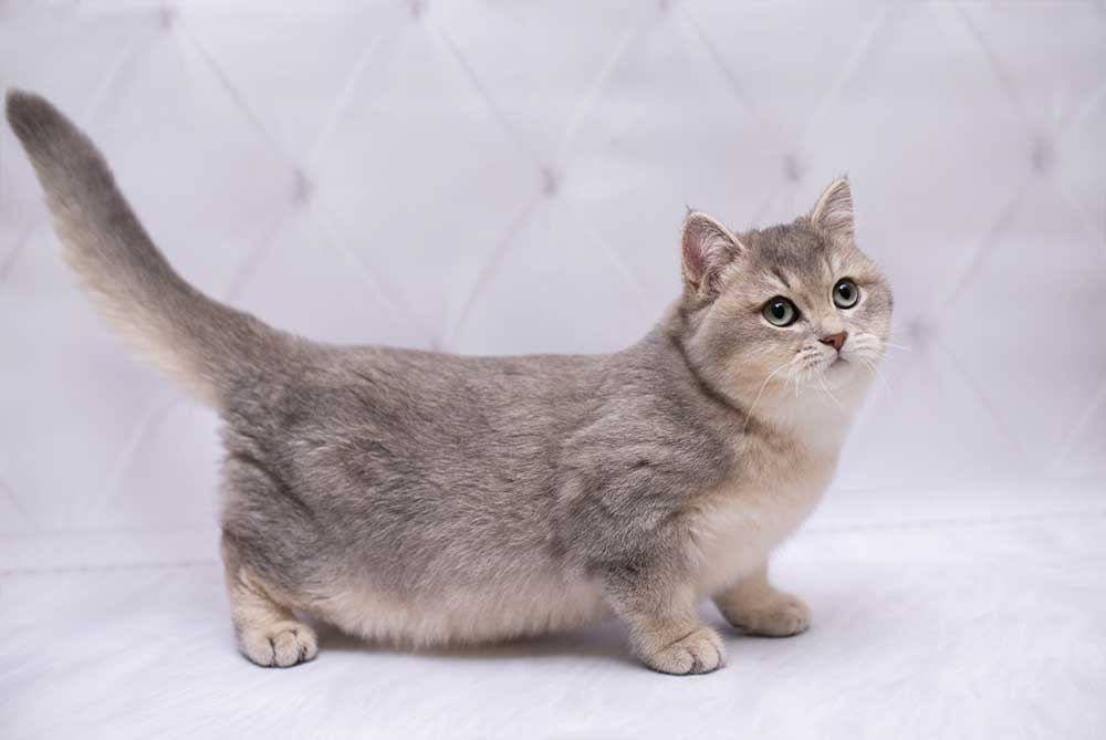 Regal Adult Munckin