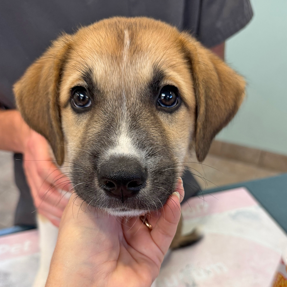 Niko's Puppy Exam Visit